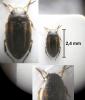 Graptodytes sp.